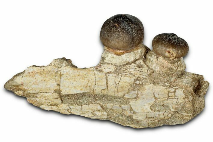 Crushing Mosasaur (Igdamanosaurus) Jaw Section - Morocco #353156